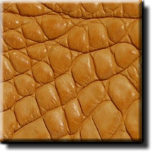 AxamiCa